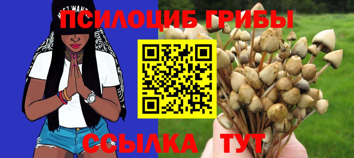 Советск  Галлюциногенные грибы Psilocybine cubensis  Вход с VPN 